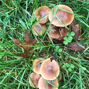 Fawn Mushroom