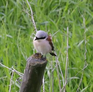 Red-backed Shrike