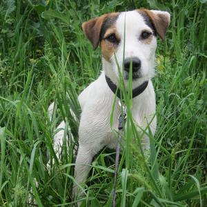 Parson Russell Terrier