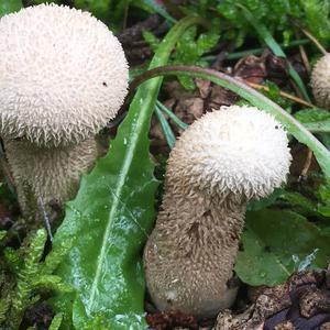 Pestle-shaped Puffball