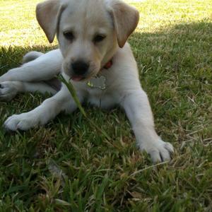 Retriever (Labrador)