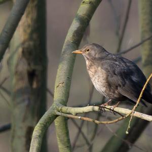 Eurasian Blackbird