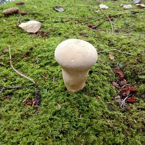 Gem-studded Puffball