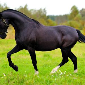 Hanoverian