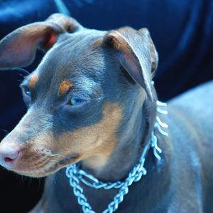 Zwergpinscher