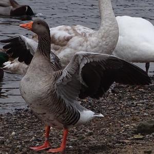 Greylag Goose