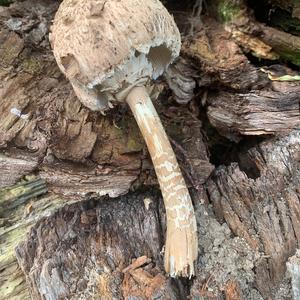 Parasol Mushroom