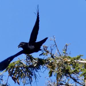 Carrion Crow