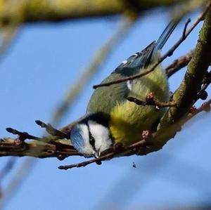 Blue Tit