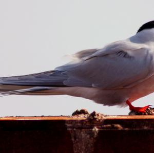 Arctic Tern