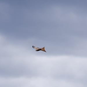 Red Kite