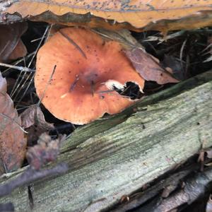 Tawny Funnel-cap