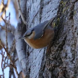 Wood Nuthatch