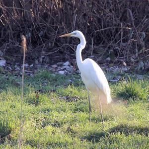 Great Egret