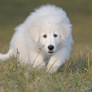 Unknown Breed