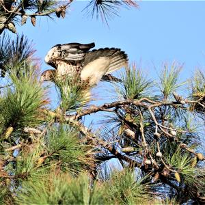 Rotschwanzbussard