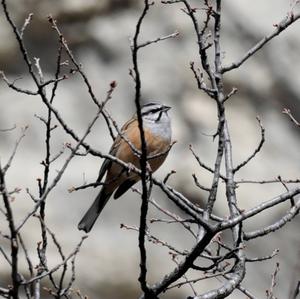 Rock Bunting