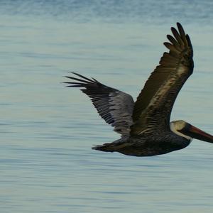 Brown Pelican