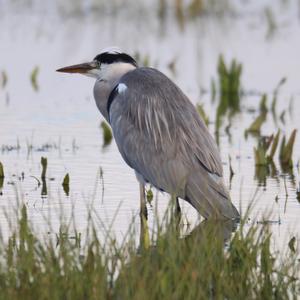 Grey Heron