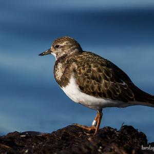 Ruddy Turnstone