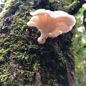 Oyster Mushroom