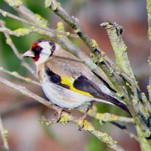 European Goldfinch