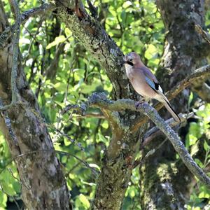 Eurasian Jay