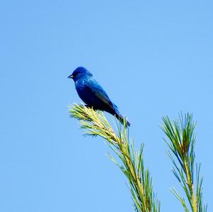 Indigo Bunting