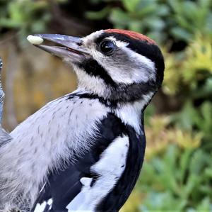 Great Spotted Woodpecker