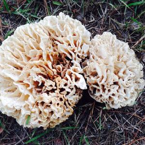 Eastern Cauliflower Mushroom