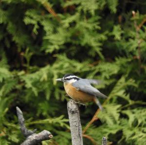 Red-breasted Nuthatch