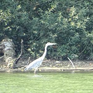 Grey Heron