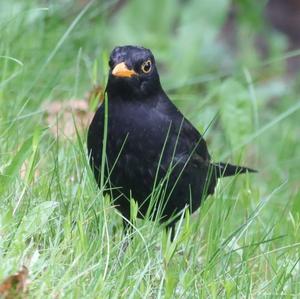 Eurasian Blackbird