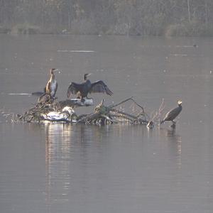 Great Cormorant