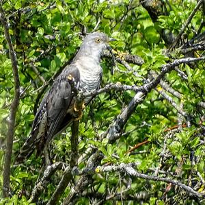 Common Cuckoo