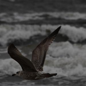 Herring Gull