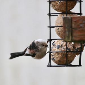 Long-tailed Tit