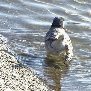 White Wagtail