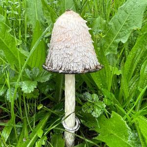 Shaggy Mane