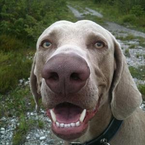 Weimaraner