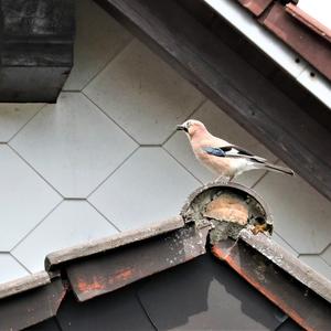 Eurasian Jay