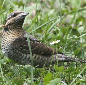 Eurasian Wryneck