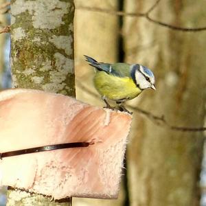 Blue Tit