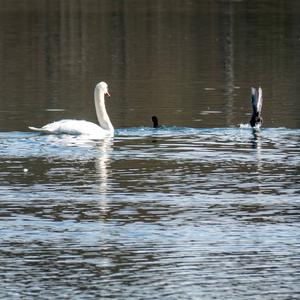 Mute Swan