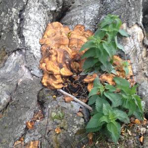 Black-staining Polypore