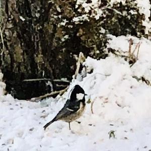 Coal Tit