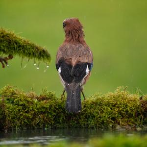 Eurasian Jay