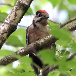 Great Spotted Woodpecker