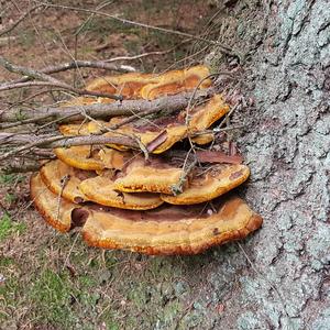 Pine Dye Polypore