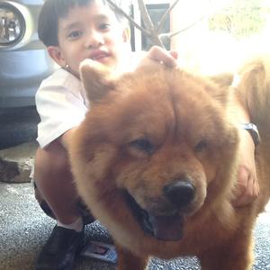 Chow Chow